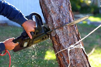 Birch Tree Cutting