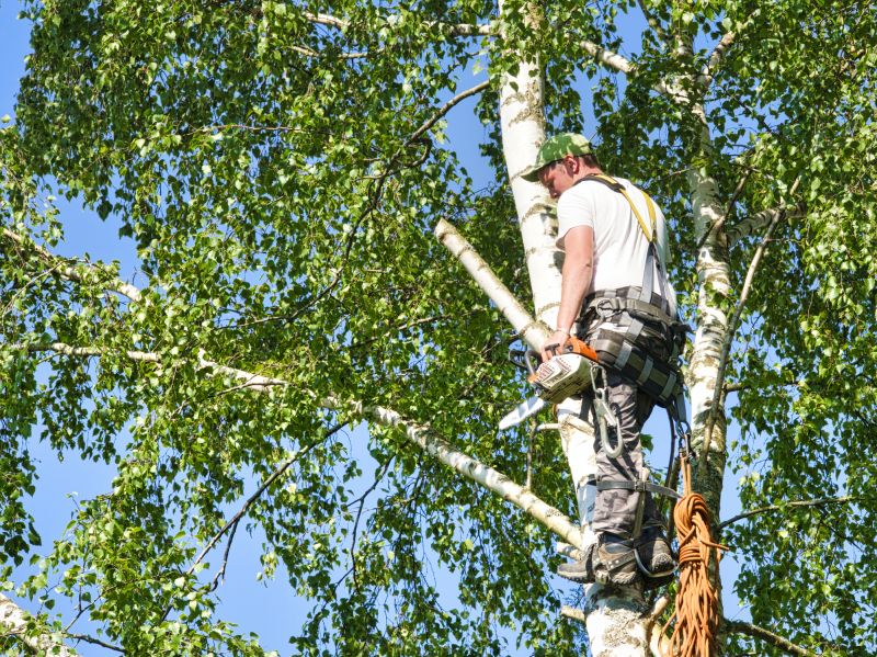 Birch Tree Cutting