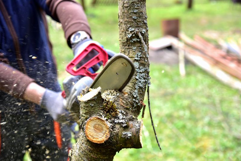 Birch Tree Cutting