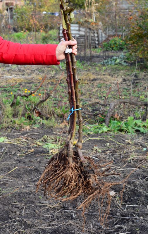 Rooted Birch Cuttings