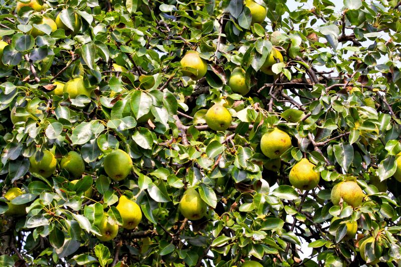 Bradford Pear Tree Pruning in Reno, NV