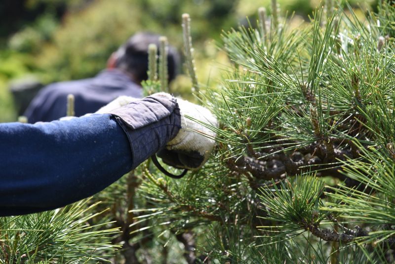 Canopy Pruning in Reno, NV