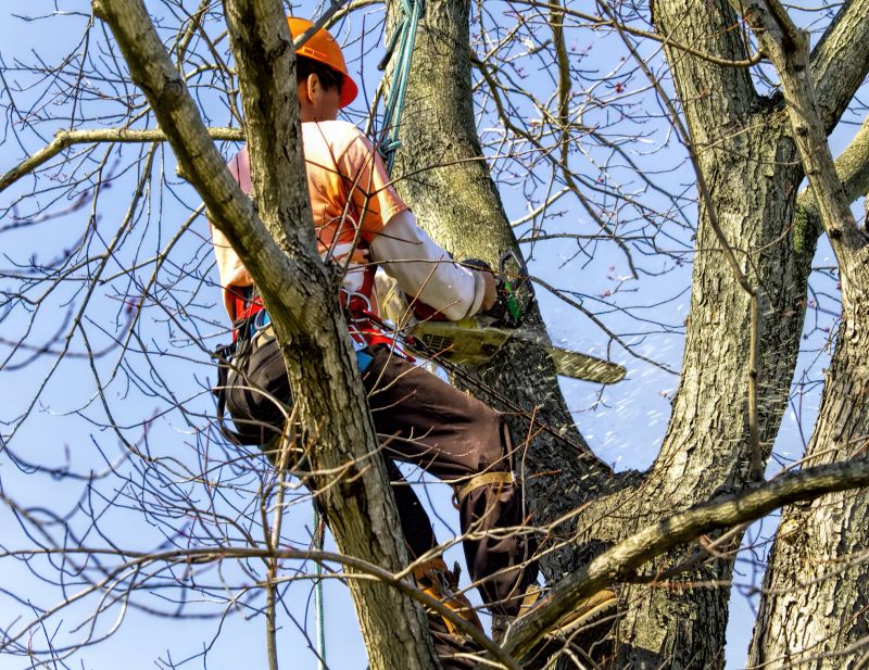 Birch Tree Cutting