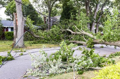 Storm Damage Tree Collapse