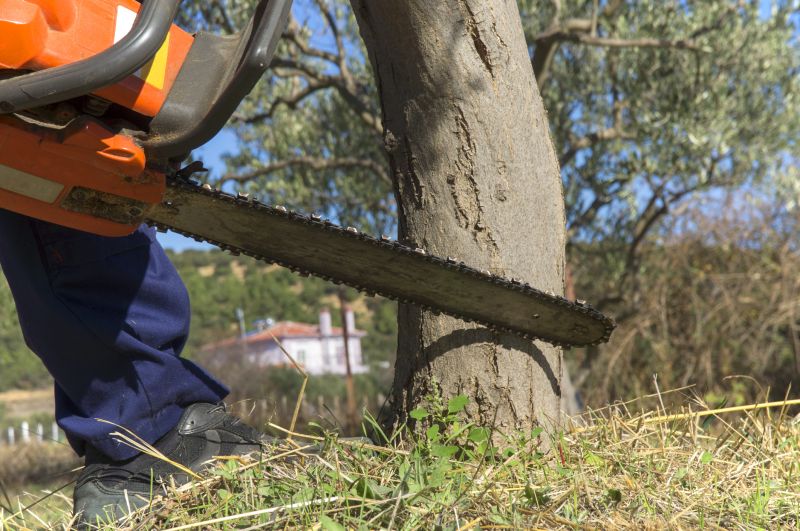 Mimosa Tree Removal in Montgomery County, PA