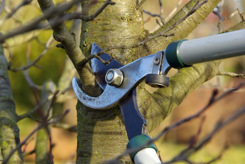 Tree Maintenance Service in Reno, NV