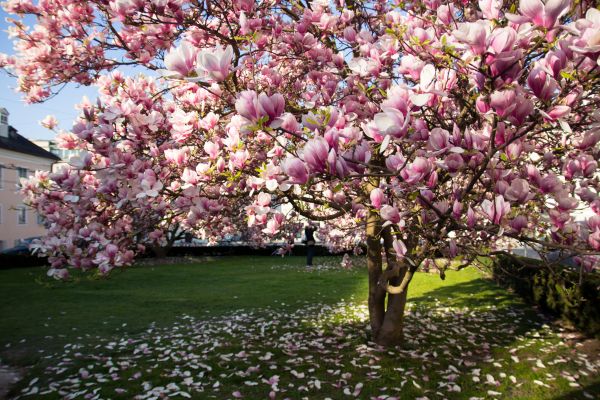 Magnolia Tree Removal
