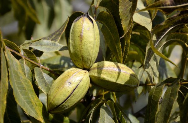 Pecan Tree Disposal