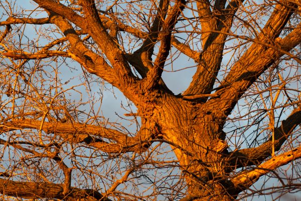 Cottonwood Tree Felling